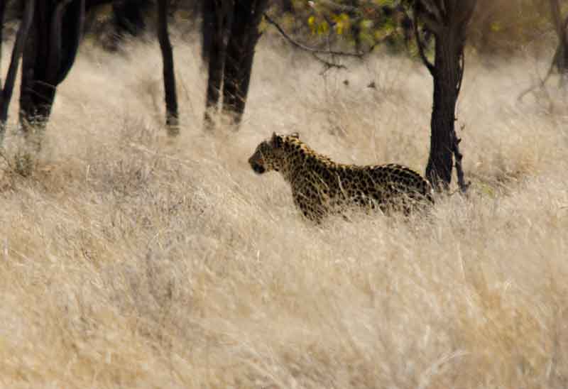 34 - Namibia - leopardo - parque nacional de Etosha